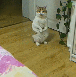 看到这只猫咪走路的姿势,反正我忍不住笑了,虽然会有些不厚道