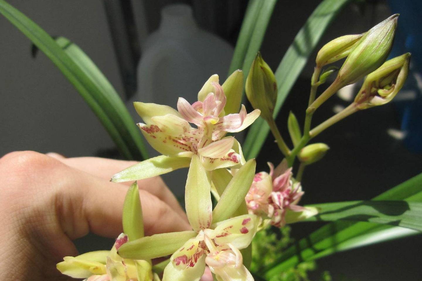 适合新手养的兰花好养易成活勤花勤草赏花又闻香值得拥有