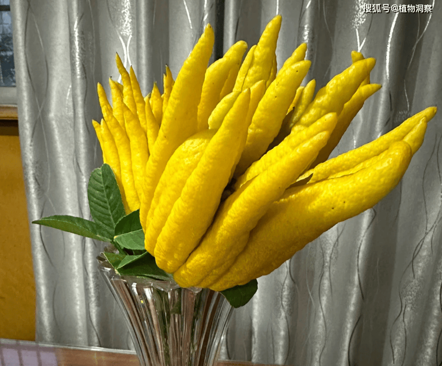 原创佛手柑又称佛手五指柑有4大作用价值极高农民朋友要了解