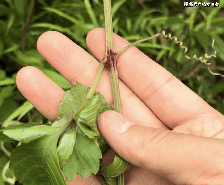 记得小的时候还经常采摘它的嫩藤来当猪草,因此乌蔹莓还有个母猪藤