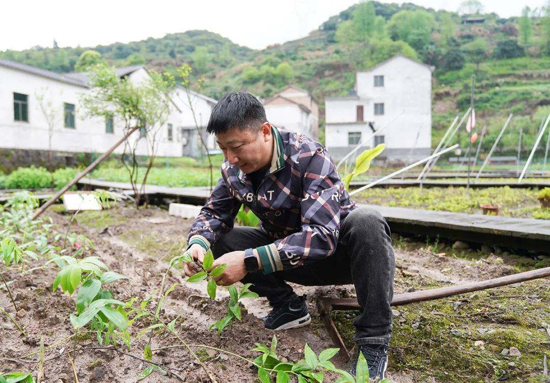 俞源乡在药香里探寻致富密码武义发布202404141331浙江