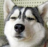 从小妈妈教我不要做一个不三不四的人,所以我现在很二_开心_奇葩_光棍