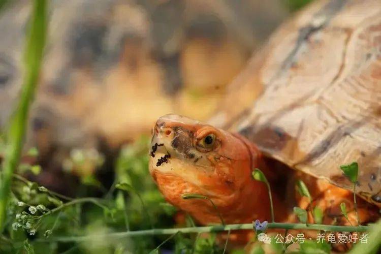 惊触碰这5大禁忌行为让龟一辈子都恨你快收手吧