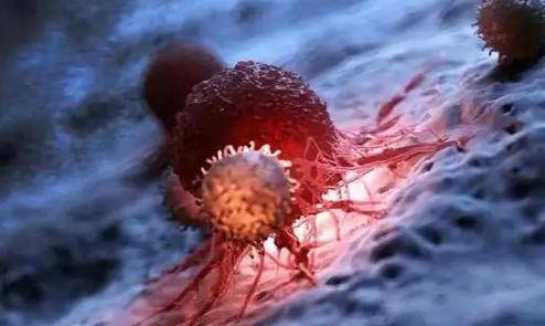 蒲公英根48小时内可杀死98癌细胞这一说法是真的吗