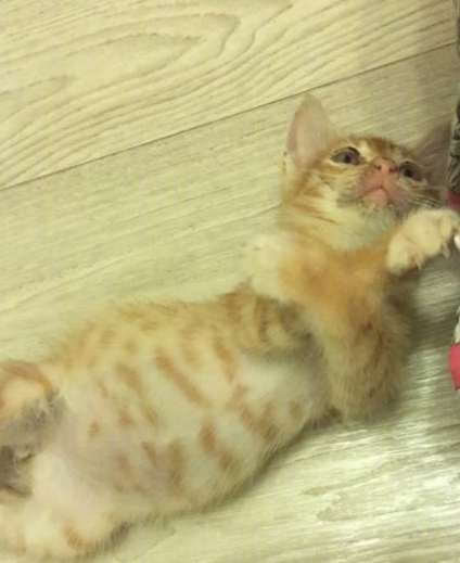原创养一只橘猫有多惊喜网友捡了一只回家后就完全懂了