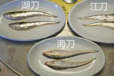 原创最容易让人混肴的6种鱼当心鱼贩子狸猫换太子长得太像