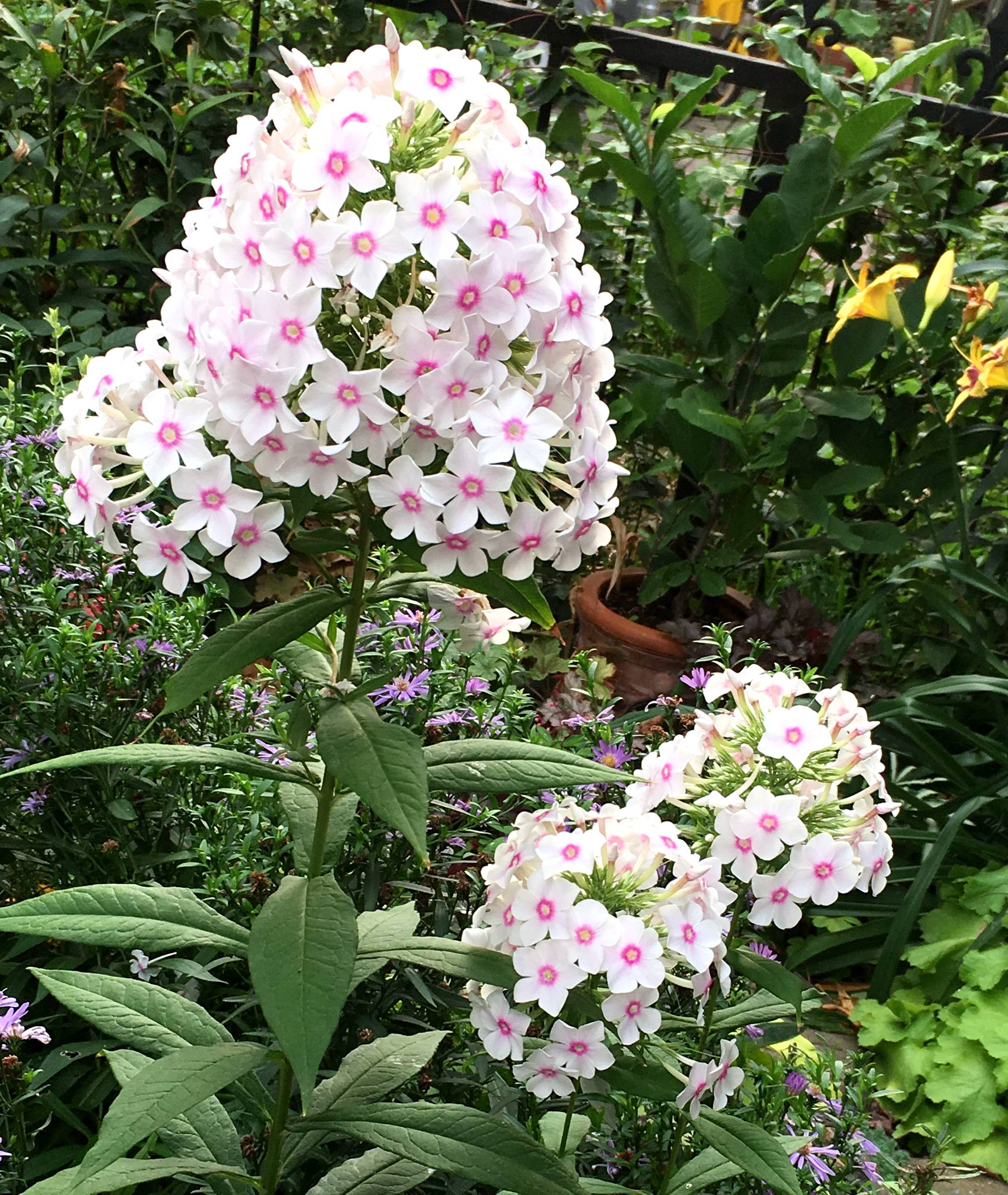 最耐寒的观花植物东北地区也能露养漂亮又好养值得盆栽拥有