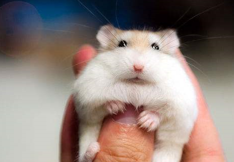 仓鼠死了怎么处理善始善终你做到了吗