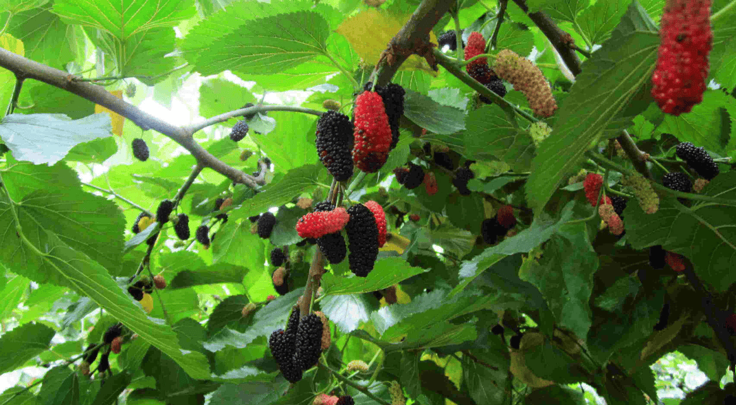市场上的桑葚原浆琳琅满目,有的价格高昂,有的品质参差不齐,让人眼花