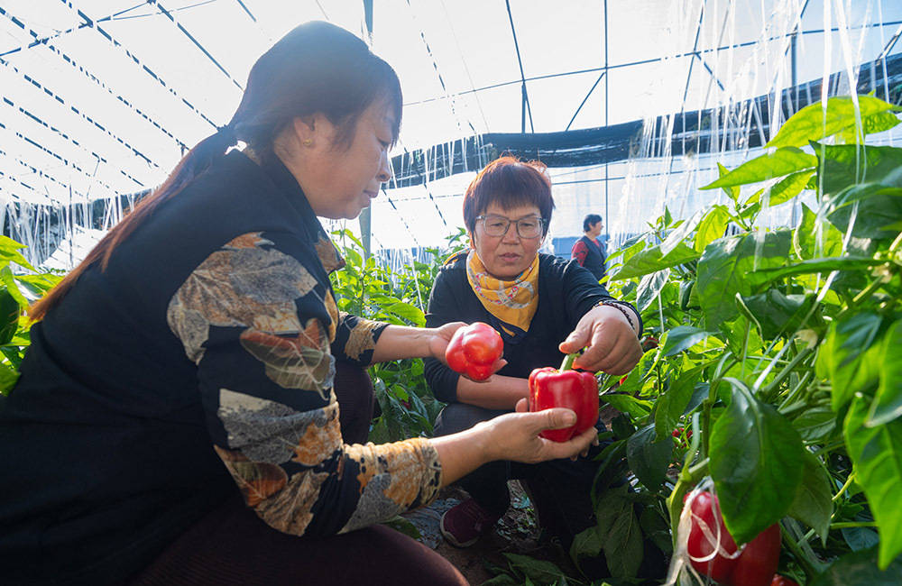 德州市陵城区齐鲁乡村之星韩秀清心中有光踏梦前行