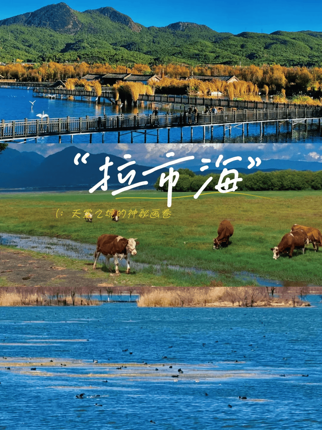云南拉市海旅游景点,去一趟云南旅游大概多少钱