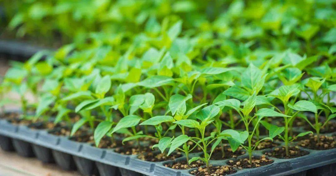 寿光又整事儿啦4月16日种子种苗在这里出圈