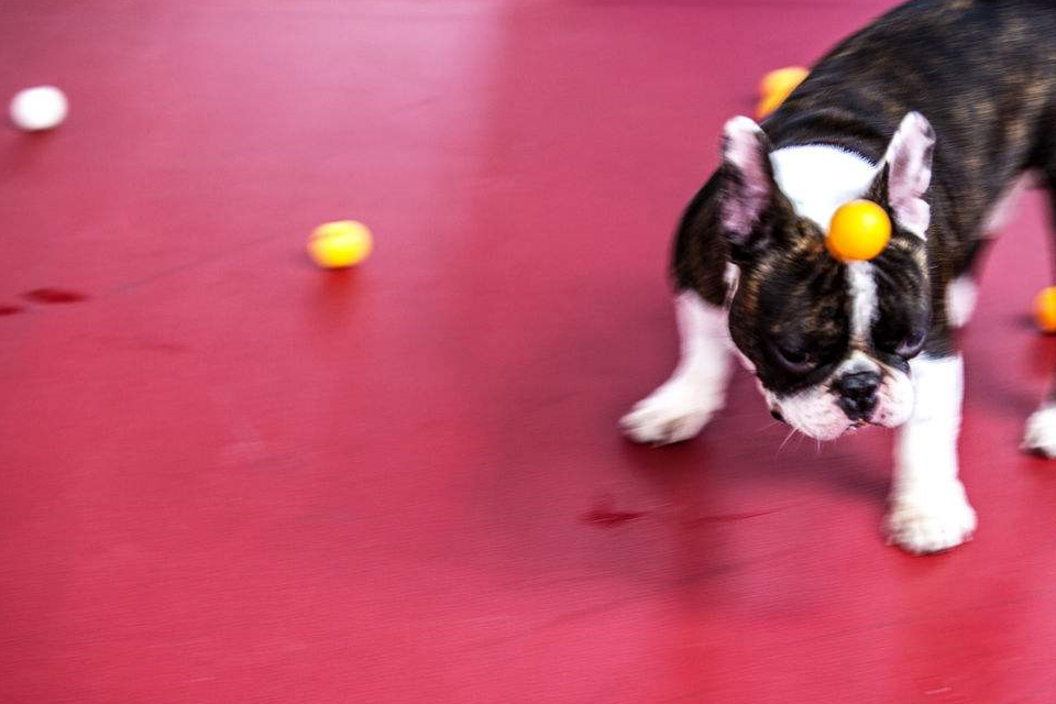 原创奶奶给狗狗织了件衣服无奈法斗头太大这脸上的褶子都要磨平了