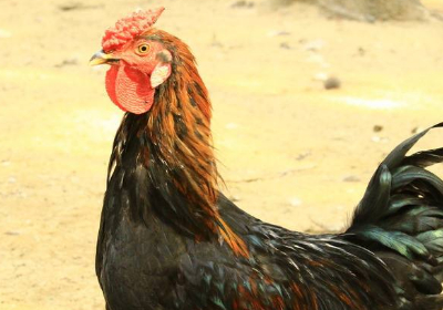 五月鸡生肖运势查询表大全(五月属鸡)