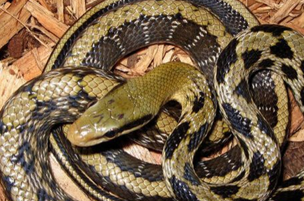 原创五大仙之柳仙蛇亲身体验留下心理阴影