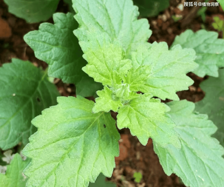白毛夏枯草,又称金疮小草,筋骨草,有3大作用,价值极高,农民朋友要了解