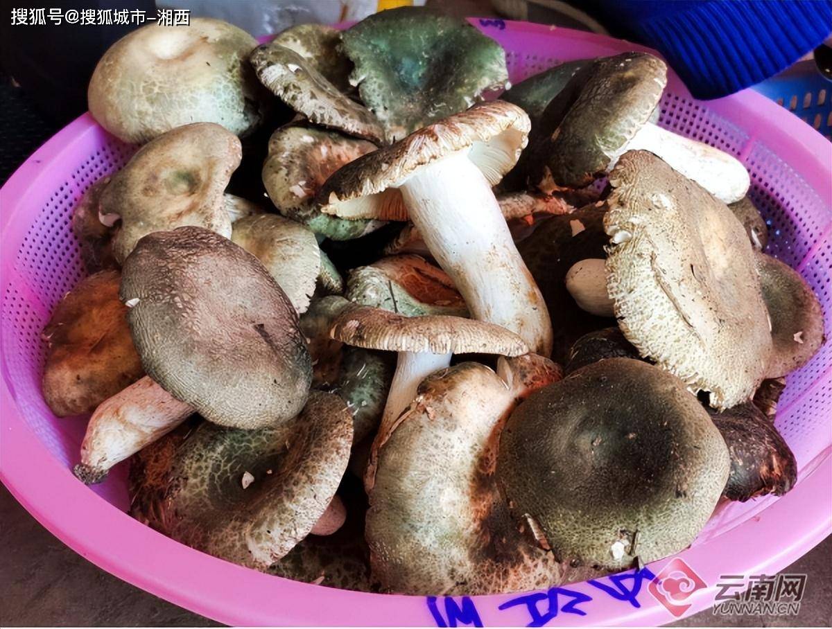 有一种叫云南的生活只有云南人才会给菌子过节多地开启专属菌迷的限