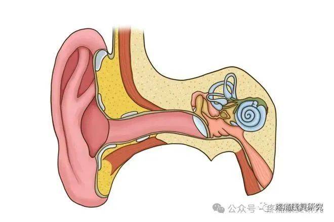 耳石症有什么症状表现图片