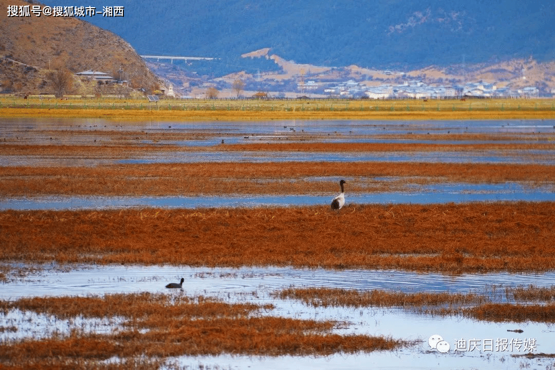 除了红嘴鸥,云南还有它们_龙湖_鸟类_湿地