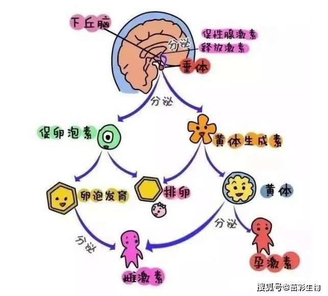 促卵泡生成素(fsh)促卵泡生成素(fsh)是一种促性腺激素,也是一种糖
