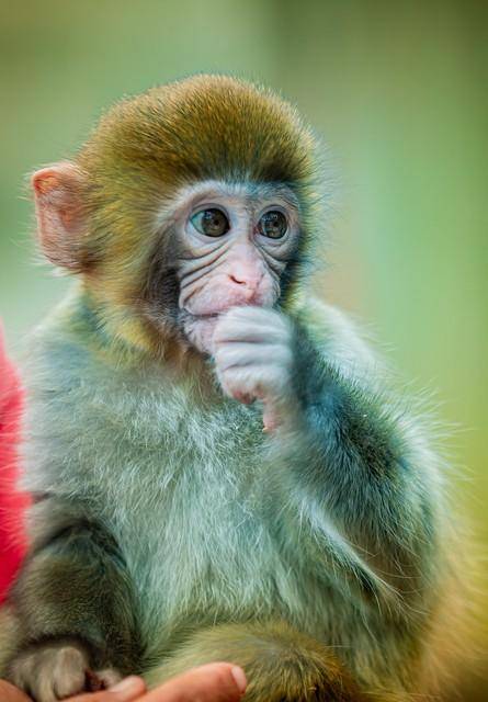 阴历哪4个月生的猴人,一生福气临门,生活美满!