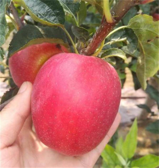 苹果一般几月份成熟早熟的苹果品种有哪些