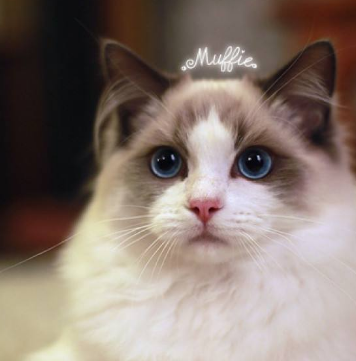 布偶猫生下十九只幼仔,一到喂奶的时候就抑郁,主人却做梦都笑醒