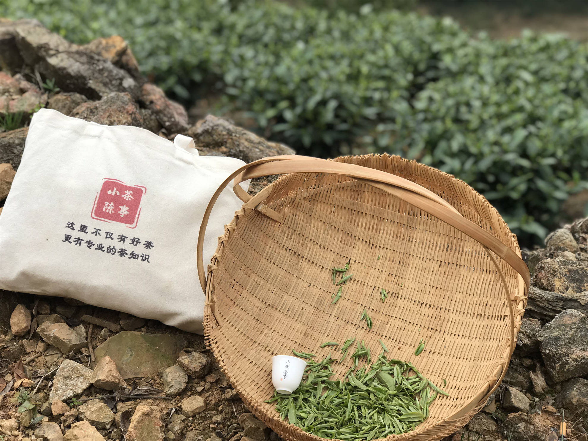 干茶发红的白茶一看就很低端3点带你看清红叶白茶的真相