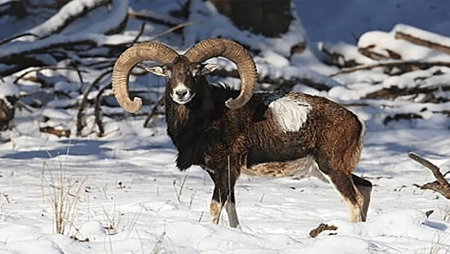 这种羊真奇葩!见面就干架,输了还要被对方骑,没羞没臊!