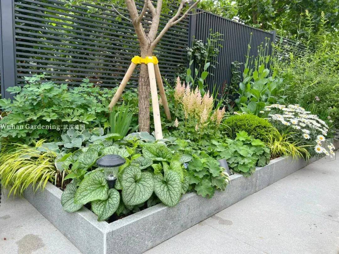 拯救阴暗角落:推荐这些耐阴植物让你的庭院告别光照困扰!