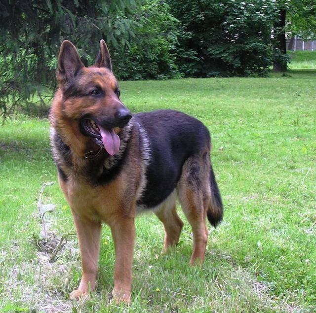 军犬老了退役该怎么办英国最残忍中国很明智