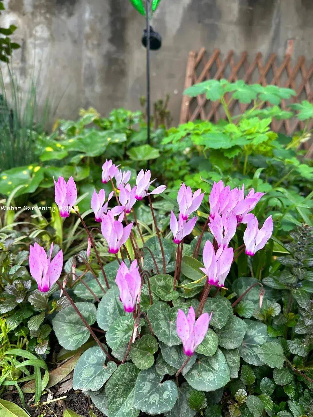 拯救阴暗角落:推荐这些耐阴植物让你的庭院告别光照困扰!