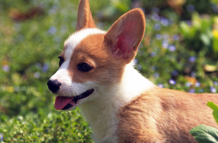 宠物小知识:狗狗的饲养应该注意什么,在养狗狗的快进来看看吧_小狗