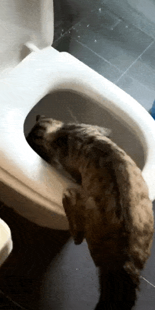 花8000买了只二手加菲猫,带回家就后悔了,觉得自己被坑惨了!