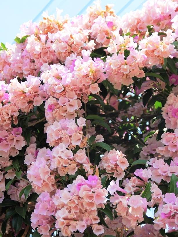 攀爬的植物,是很好的垂直绿化材料,以藤本月季,铁线莲,爬山虎等为代表