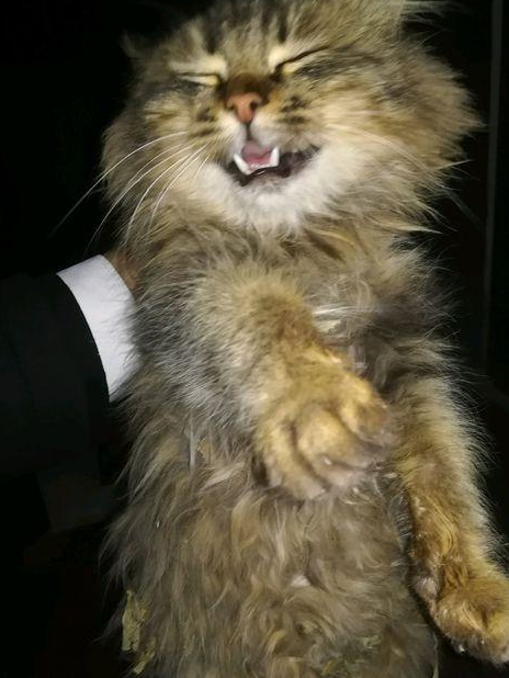 男子在乡下捡到一只流浪猫,网友说:这叫小鳌拜,能长到好大一只