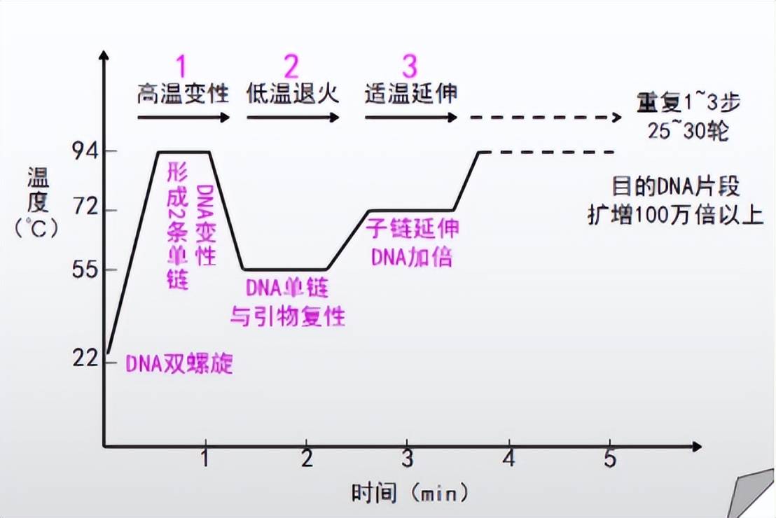 免疫pcr实验步骤