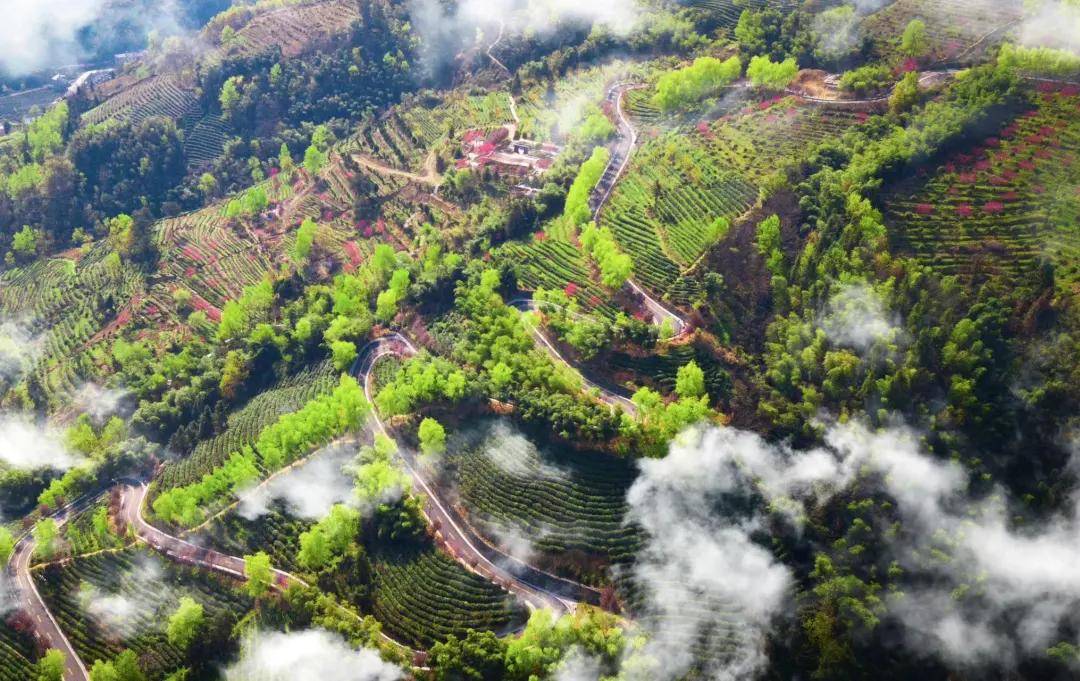 陕西平利:从卖"名茶"走向卖"名牌"_茶园_蒋家坪_游客