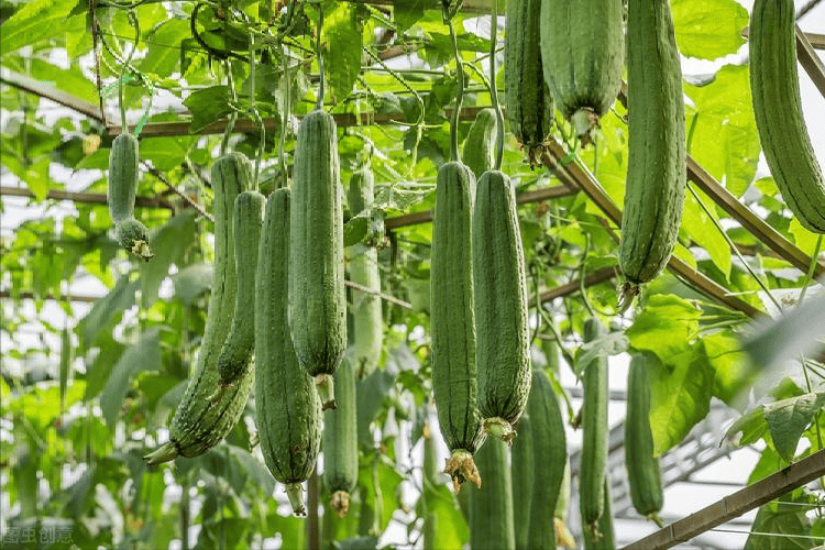 四川一33岁女子坚持每天吃丝瓜,半年后去体检,身体有哪些变化?