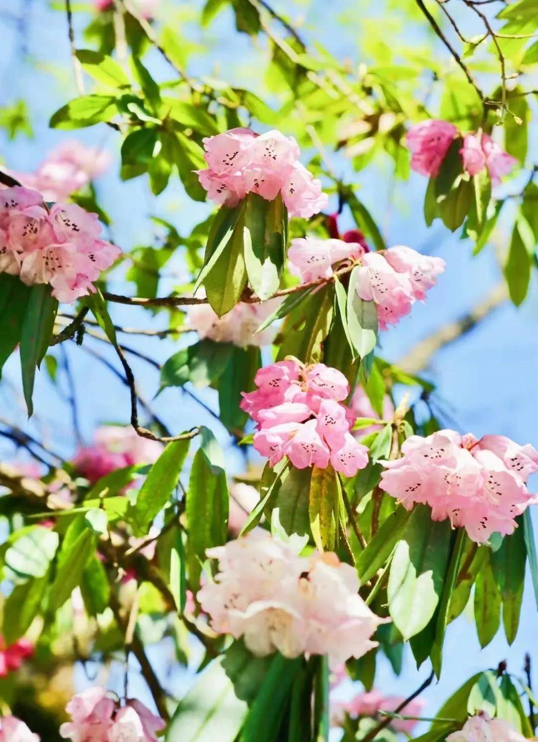 万亩杜鹃花开!瓦屋山新晋"顶流",已上线!