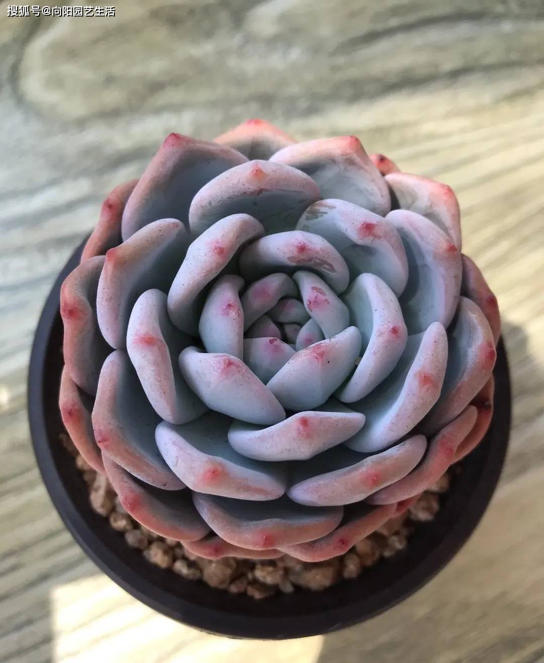 多肉橙梦露,状态分"3个阶段",很少有人能养到全状态!