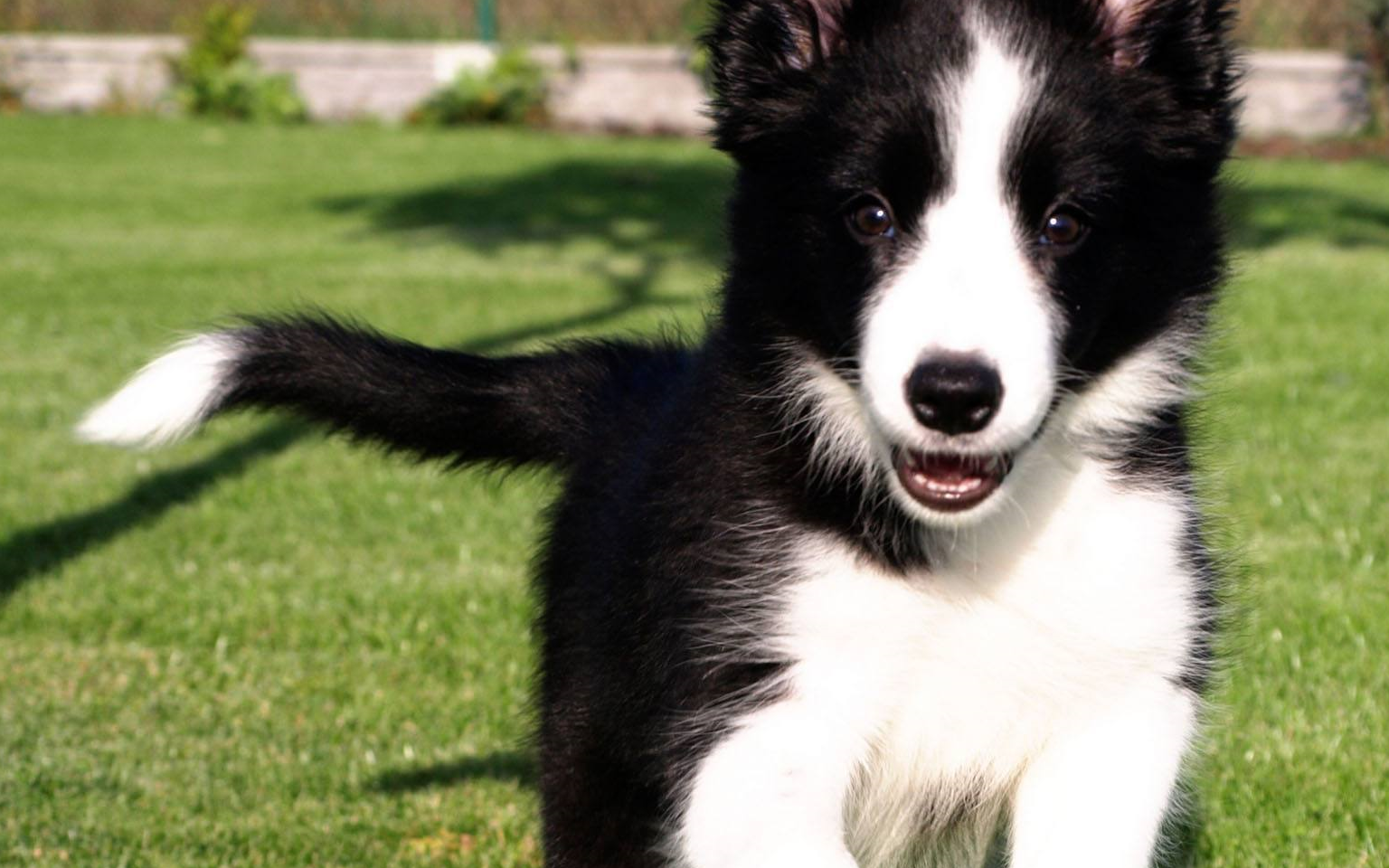 壁纸 动物 狗 狗狗 1536_960