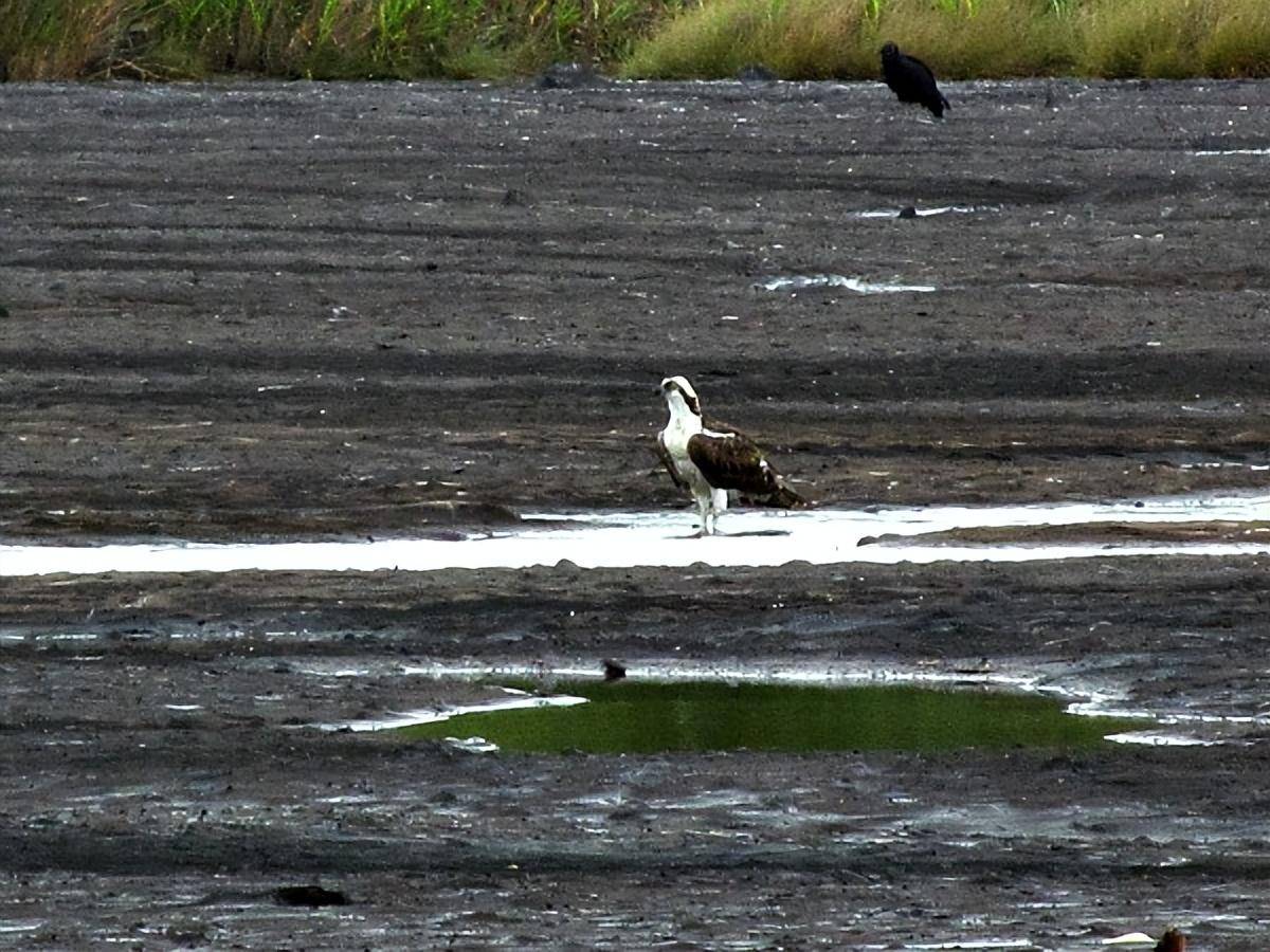 最后慢慢的就吸引来越来越多的动物,大家都不知道沥青的威力,陷入进去