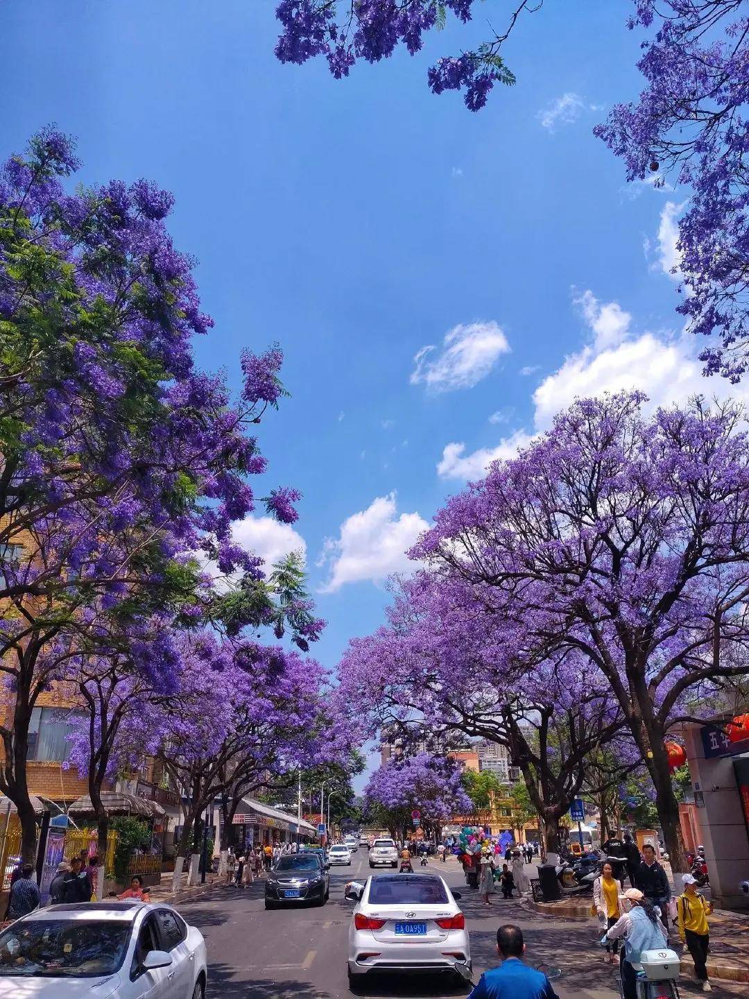 云南昆明满城蓝花楹成热门景点 放眼一树繁花似锦点亮浪漫街景