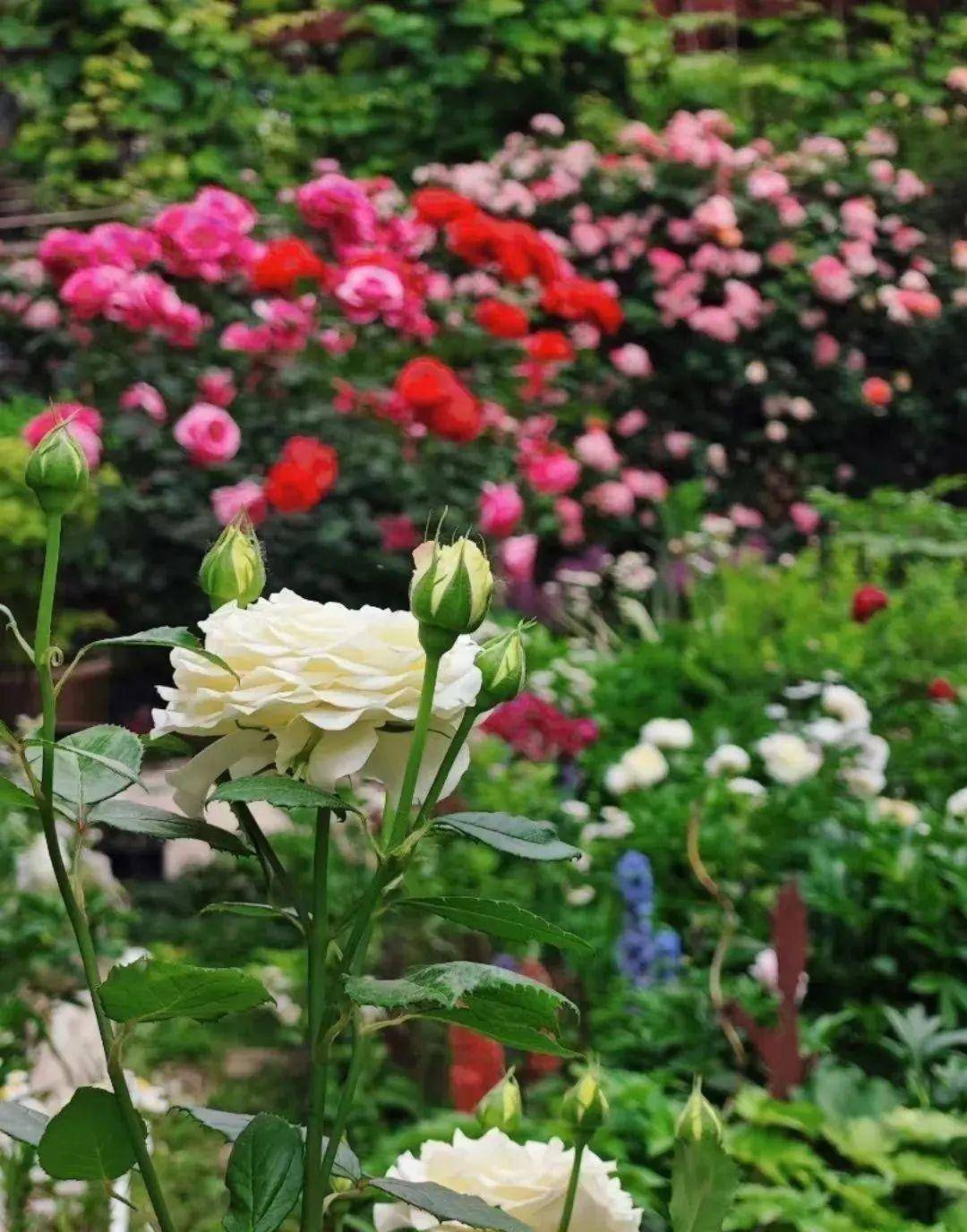 西安南二环月季开花惹人醉成鲜花大道,网友:惦记可以,但不能刑