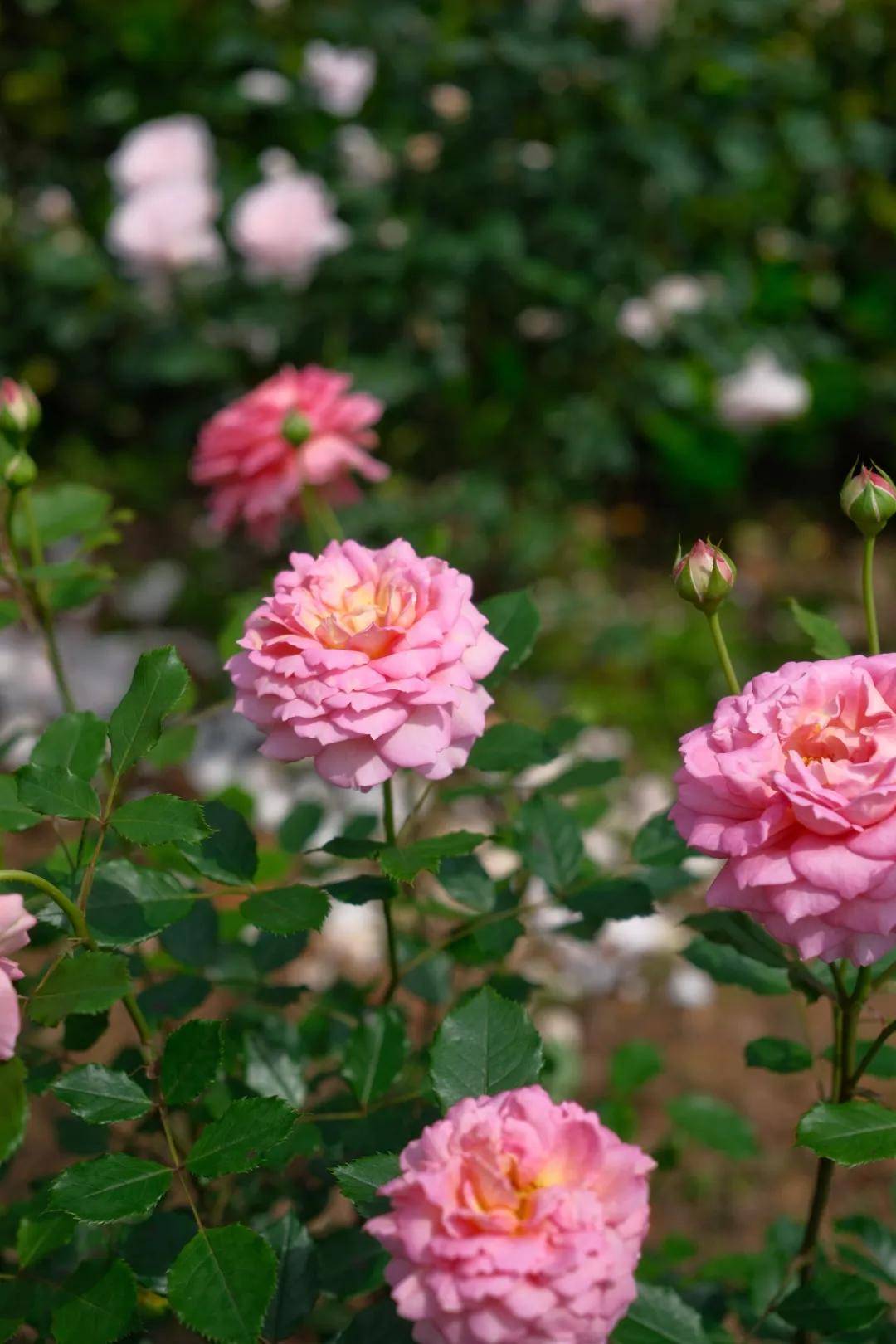 持续20天转发送门票!"五一"来龙虎山·百万玫瑰花海旅游节赏花