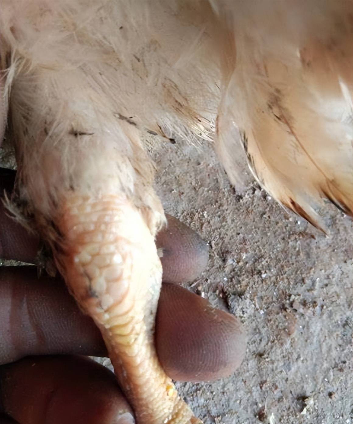 鸡滑液囊支原体感染什么症状?如何有效治疗?这里有正确方法