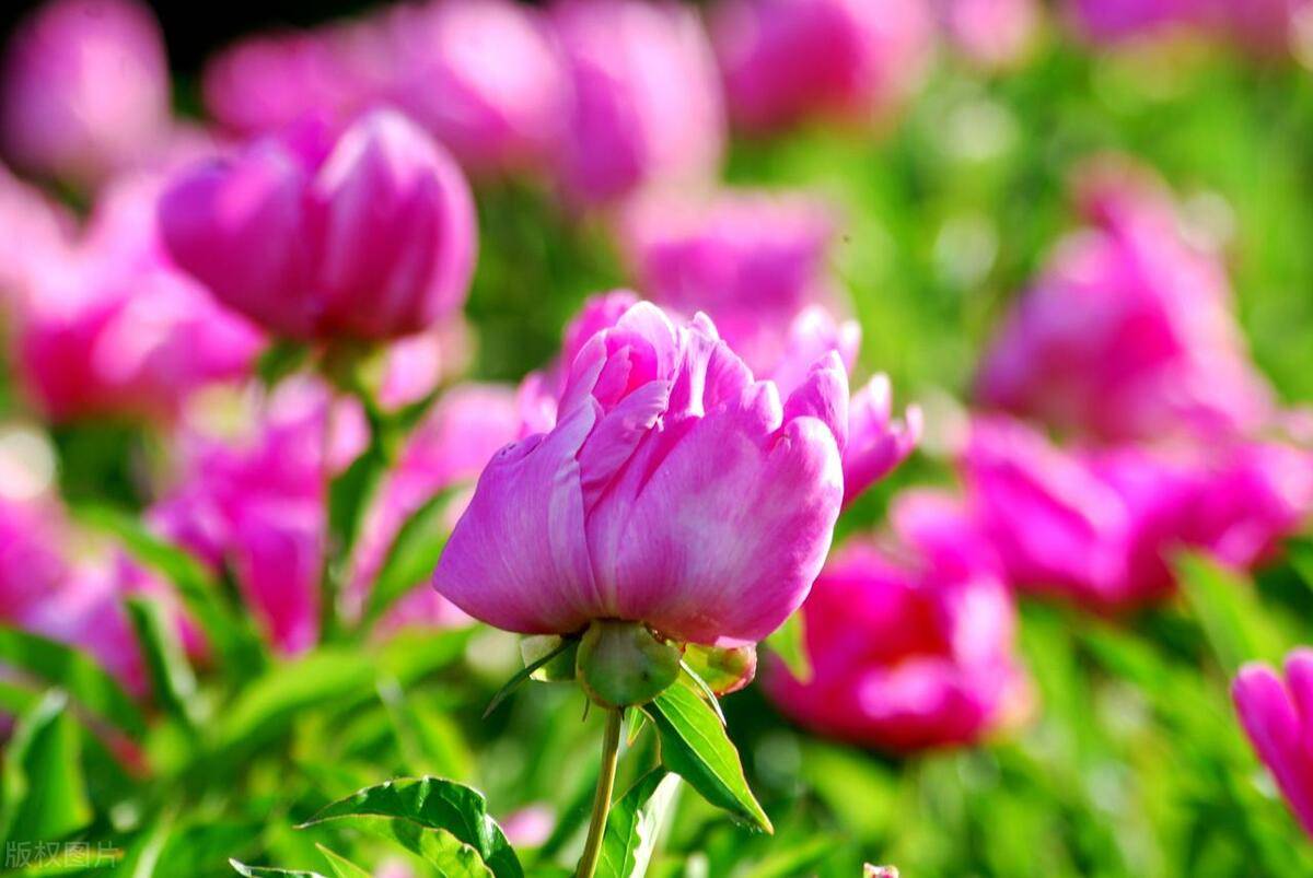 壁纸 花 桌面 1200_803