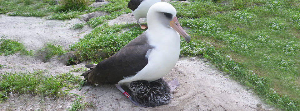 最长寿黑背信天翁72岁仍为爱奔波,专家:非常健康,已和雄鸟配对