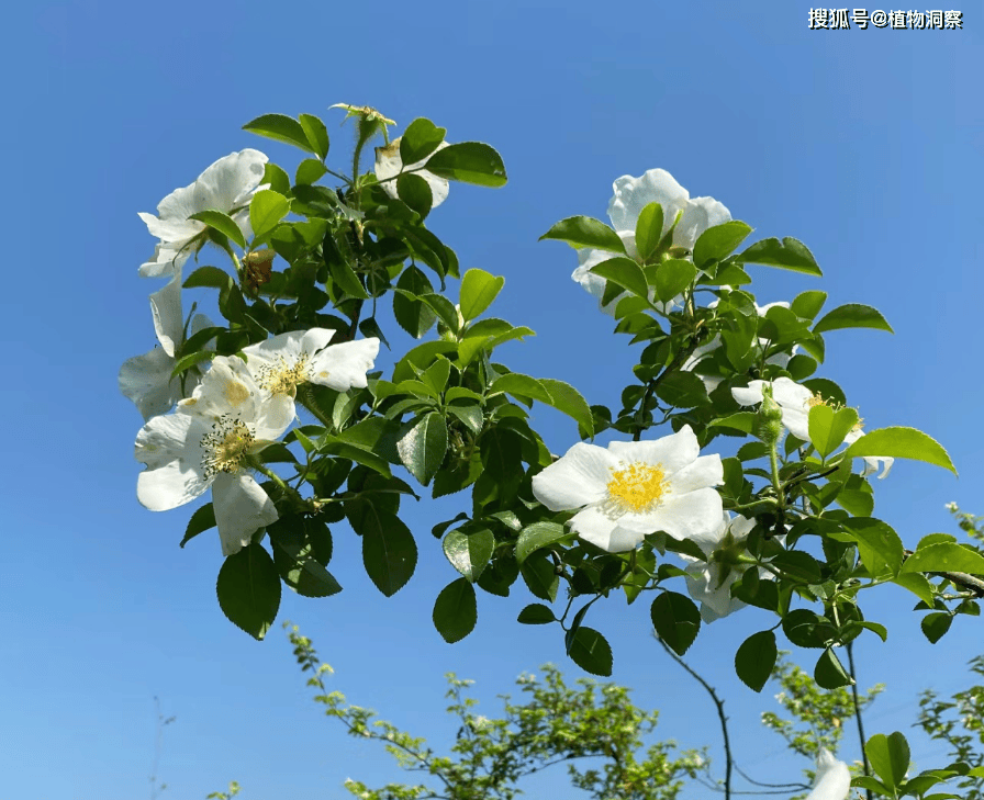 这花洁白如雪,俗称金樱子花,可炒鸡蛋可煎饼,美味非常!